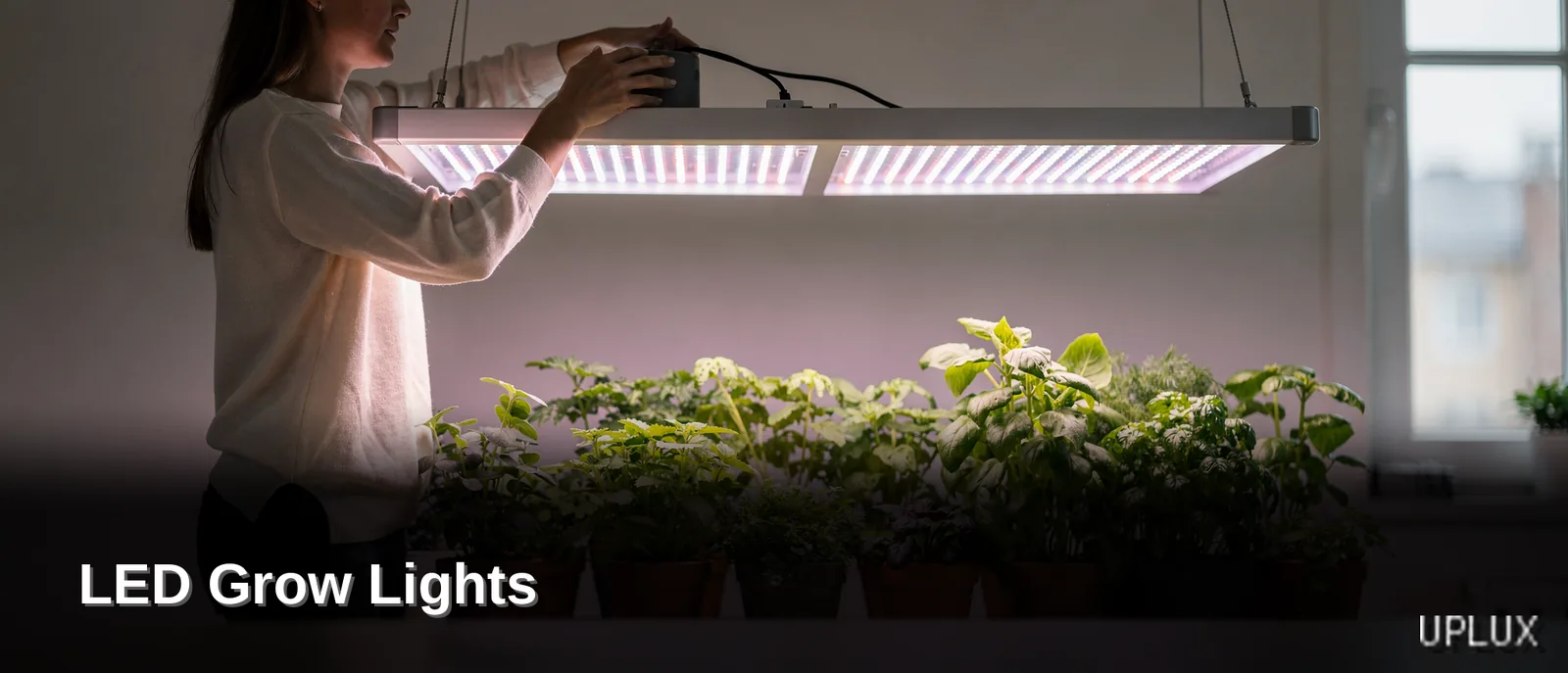 LED grow lights use light-emitting diodes to provide a full spectrum tailored for plant growth